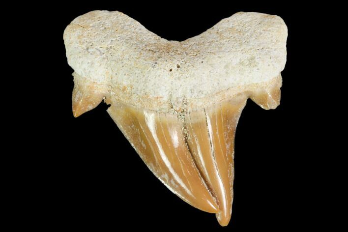 Pathological Otodus Shark Tooth - Morocco #103604